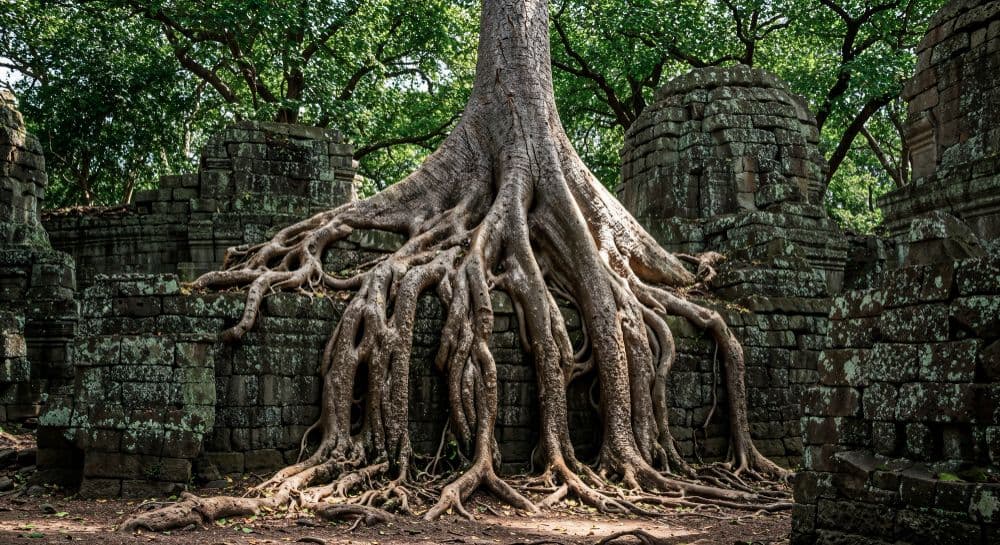 Bridges made from living tree roots, not concrete