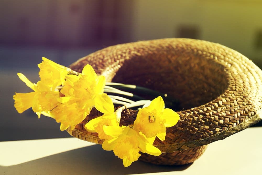 Why the Yellow Kanikonna Flowers Define the Beauty of April in Kerala