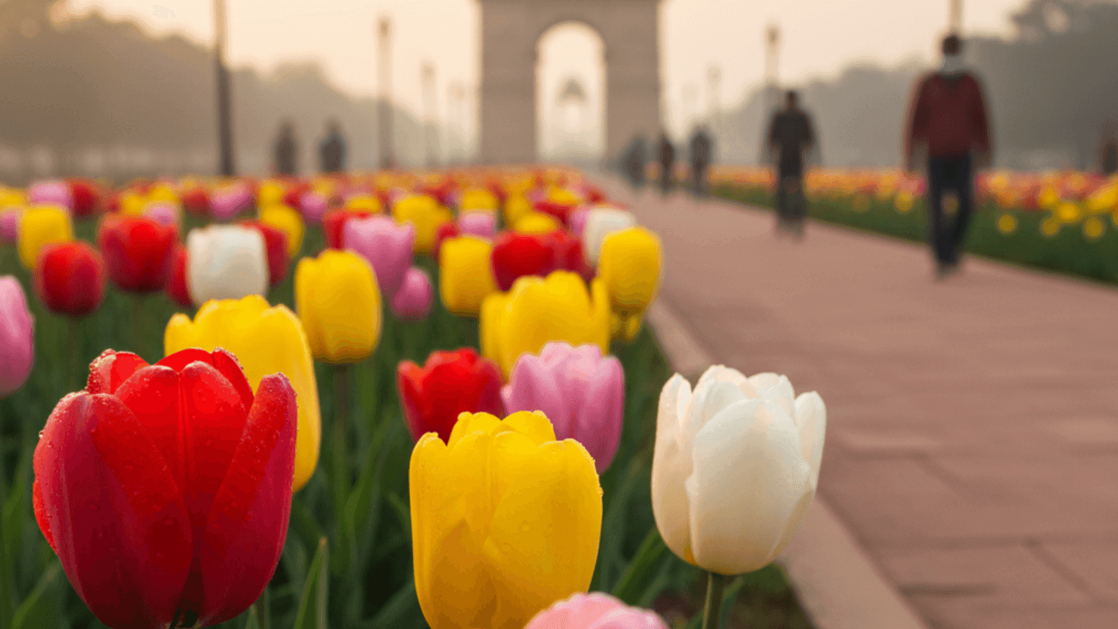 Discover the Shanti Path Tulip Bloom in Delhi (2026)